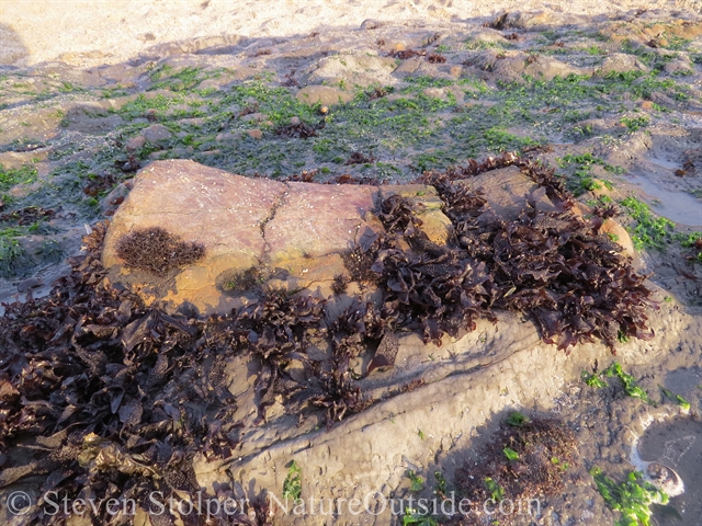 fossil whale bone