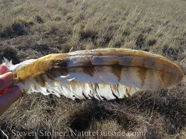 barn owl wing