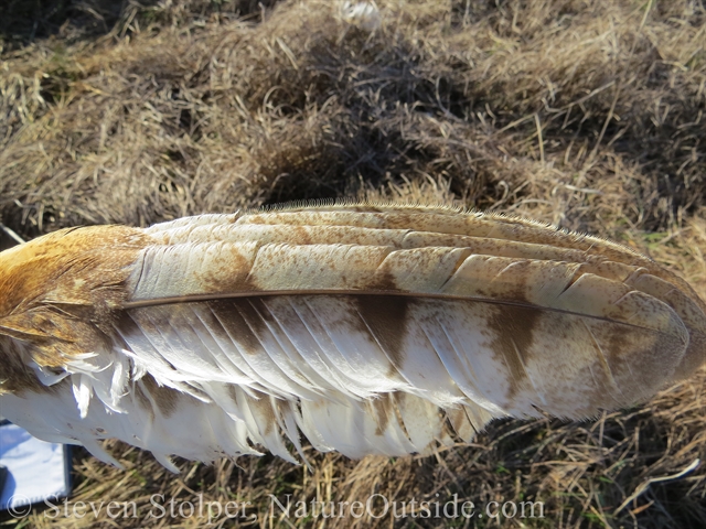 barn owl wing close up