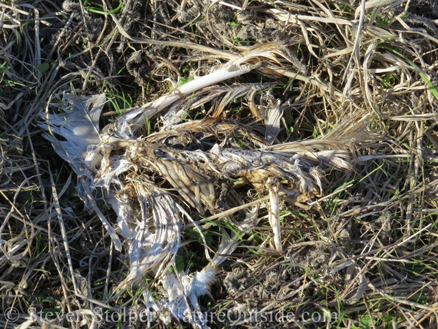 skeleton of barn owl