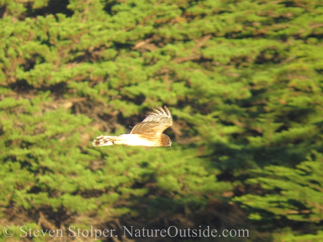 A Northern harrier in flight, looking for prey.