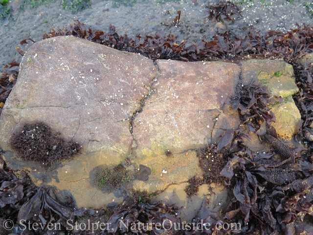 fossil whale bone