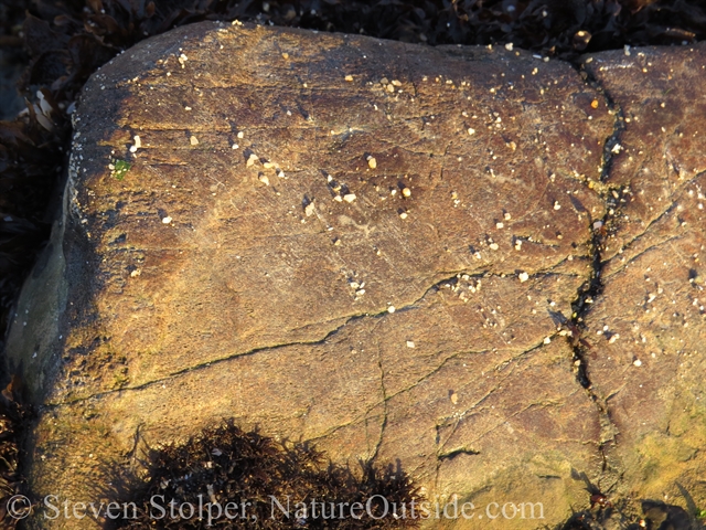 fossil whale bone