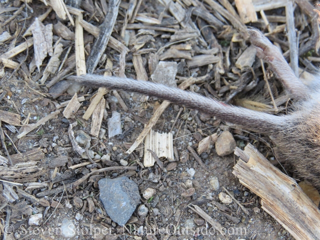 california meadow vole tail