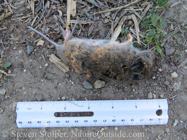 california meadow vole