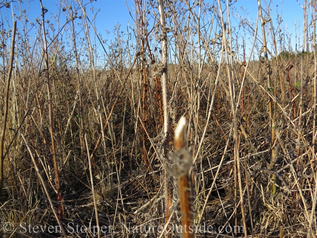 plant stalks rabbit feeding sign