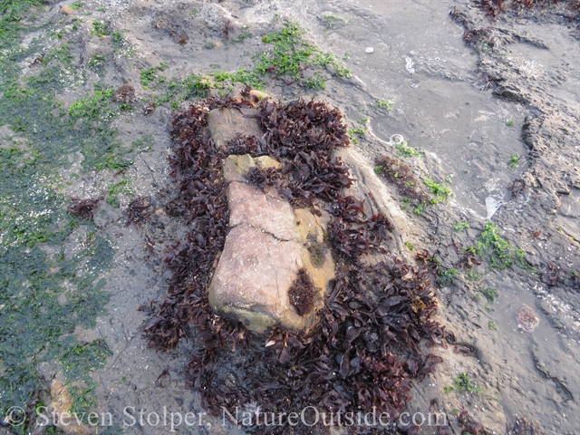 fossil whale bone