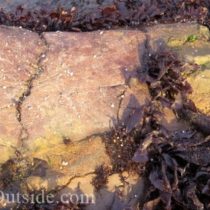 fossil whale bone