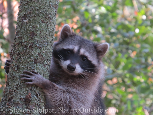 raccoon in tree