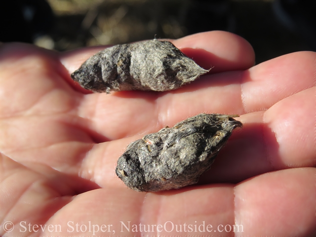 hand holding kestrel pellets