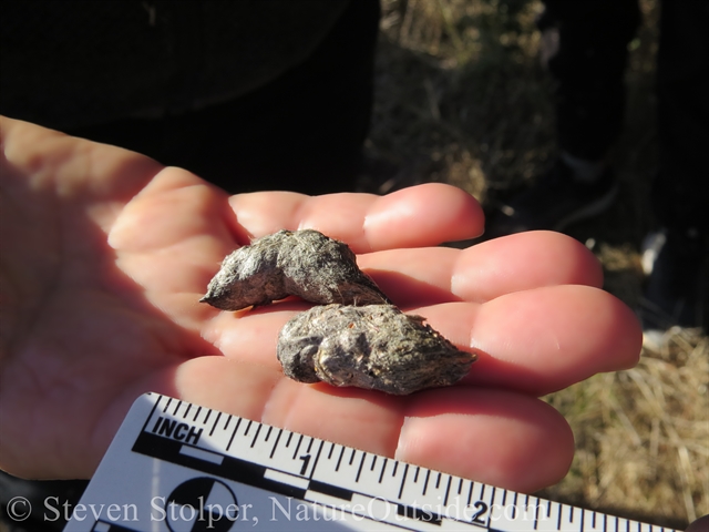 hand holding kestrel pellets with ruler