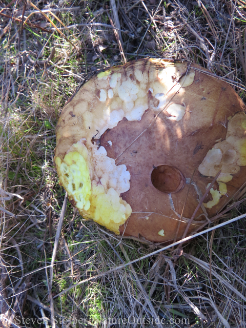 partially eaten bolete mushroom