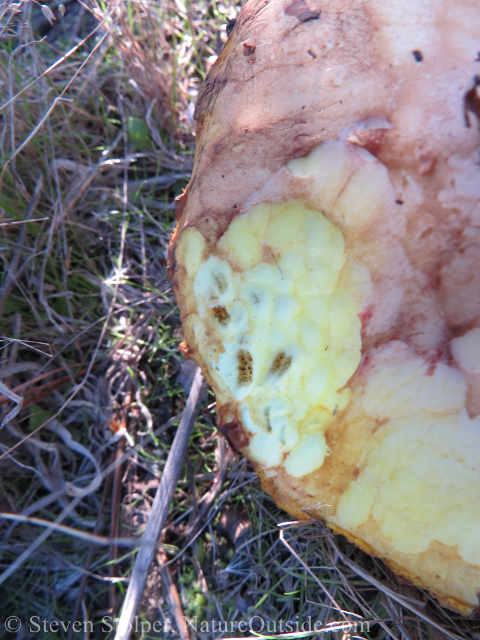 bolete mushroom with tooth marks