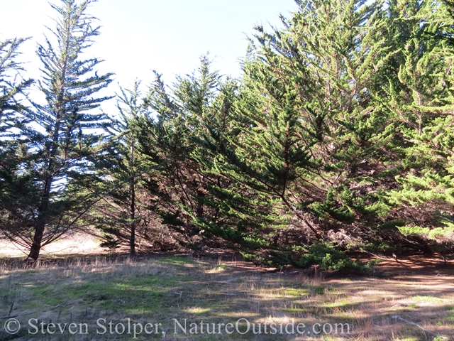 cypress trees