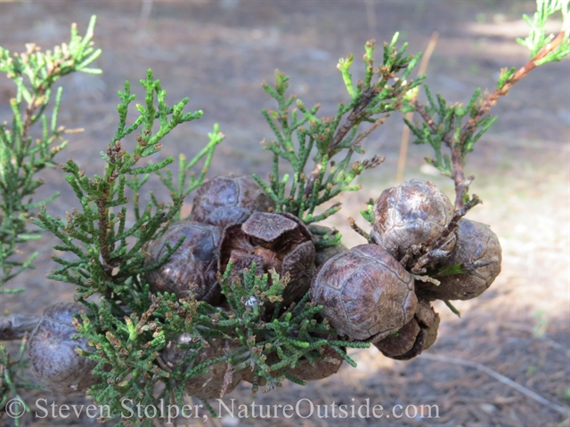 cypress pine cones