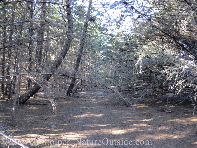 forest path through Monterrey cypress trees