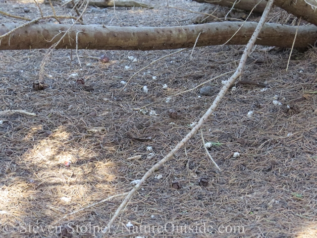 animal skulls on forest floor