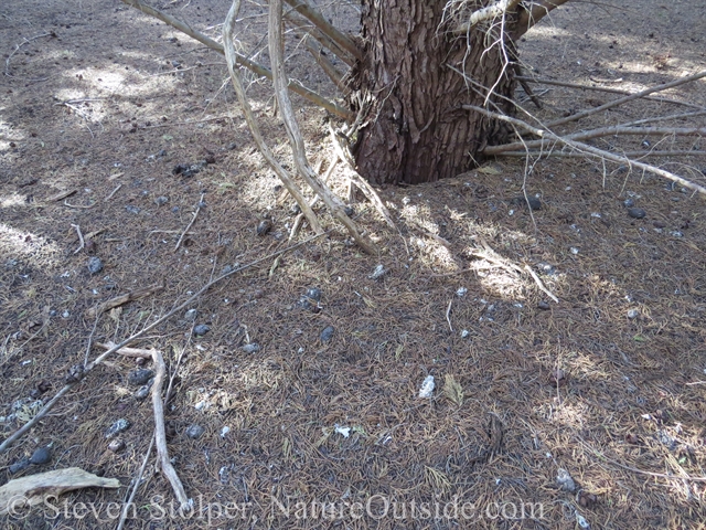 raptor pellets on forest floor
