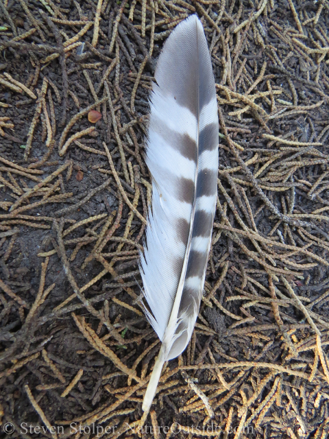 red shouldered hawk feather