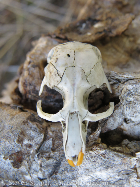 animal skull on log