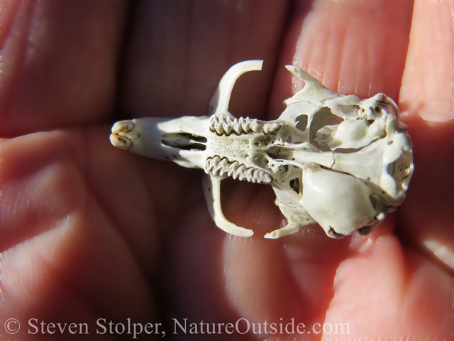 underside of animal skull with teeth