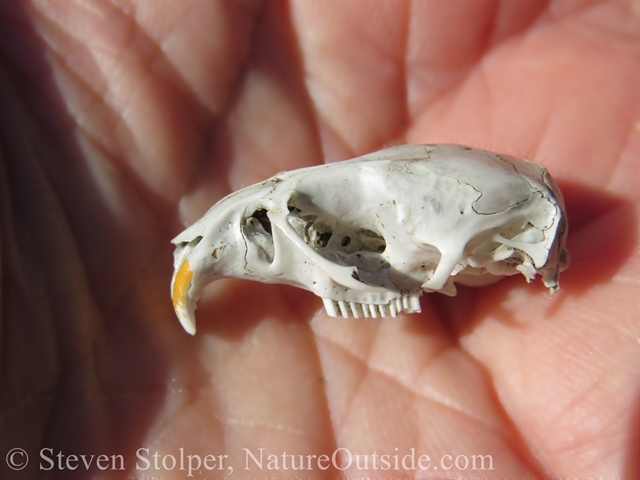 animal skull in profile