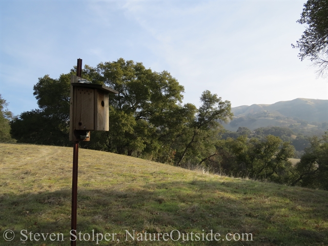 nest box sunol regional wilderness