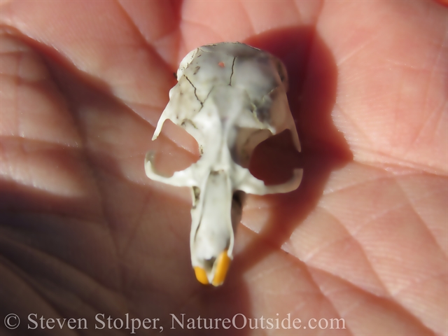 animal skull in hand