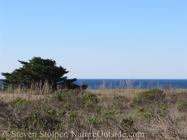 grassland and Pacific Ocean