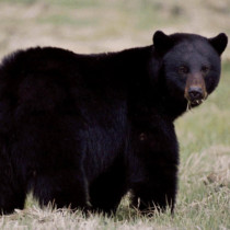 black bear eating grass
