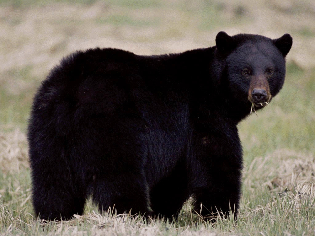 black bear eating grass