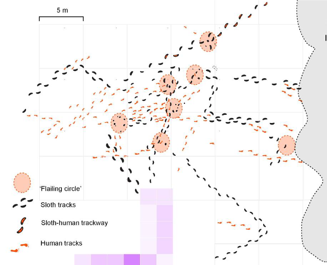 map of human and sloth footprints