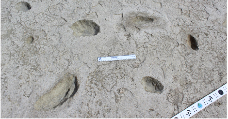 fossil human and giant sloth tracks