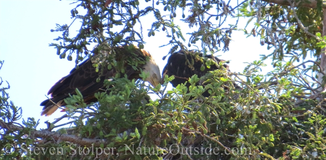 Bald eagle with chick on nest