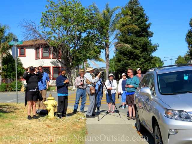 birders