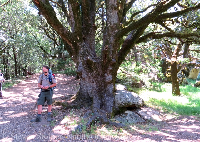 hybrid oak tree