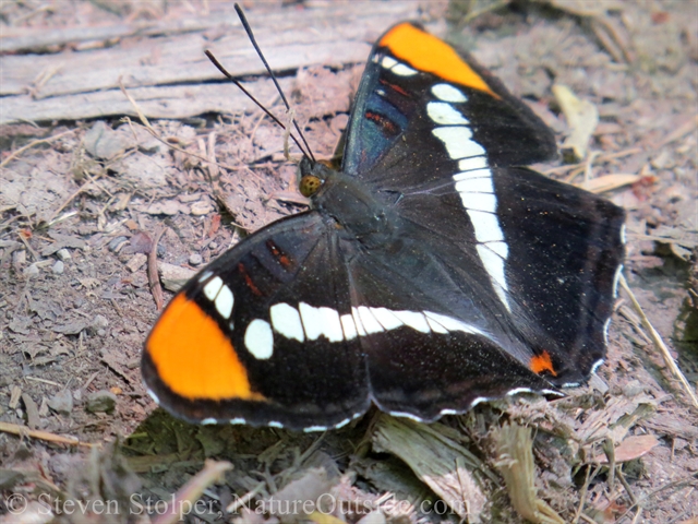 California sister butterfly