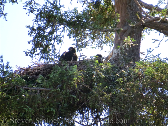 two bald eagle chicks on nest