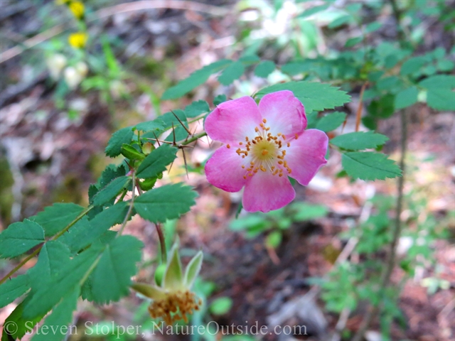 Wood rose in bloom