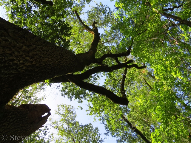 The canopy above