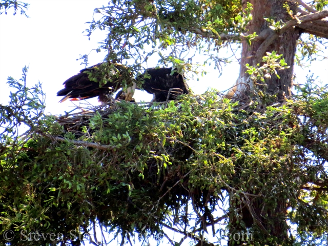 bald eagle feeding chick