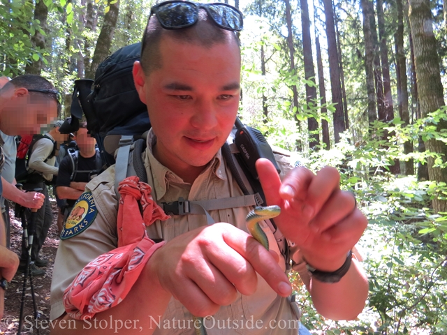 coast garter snake