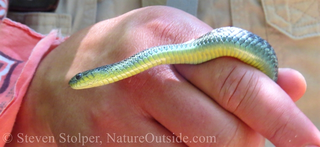 coast garter snake