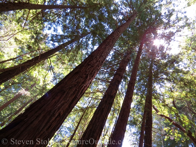 redwood trees