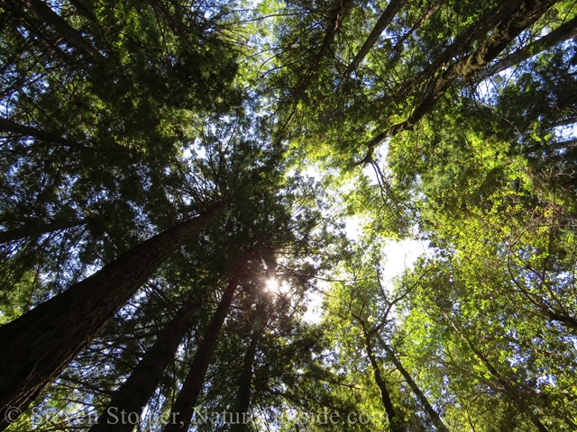 The trees above our sit spot