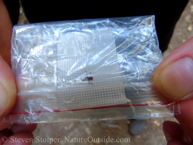 tick in plastic bag