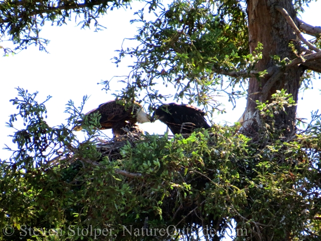 bald eagle feeding chick