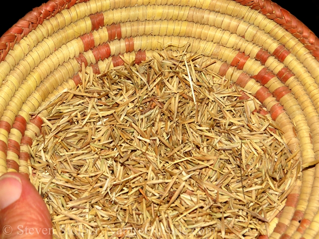 California Brome grass seed