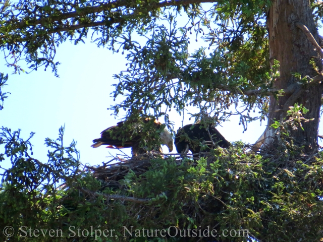 bald eagle mother feeding chick