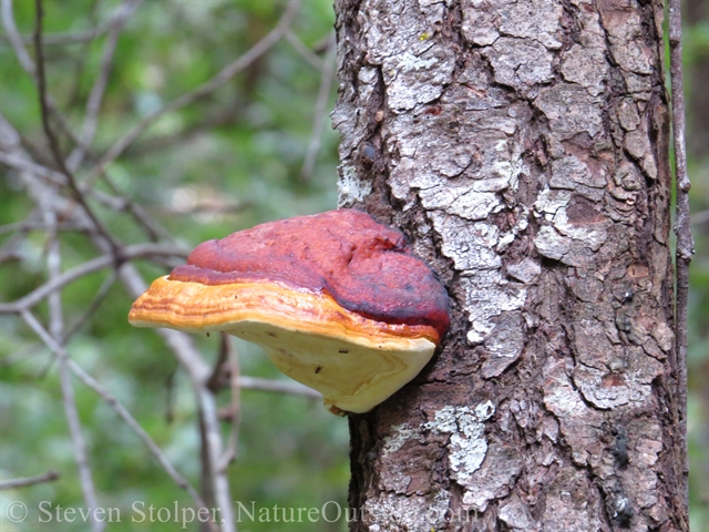 Red-belted polypore